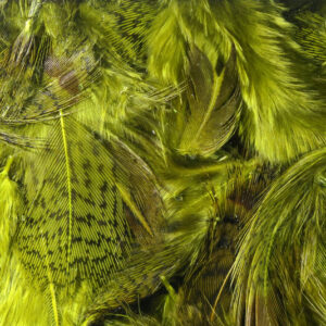 PHP Premium Hungarian Partridge Feathers